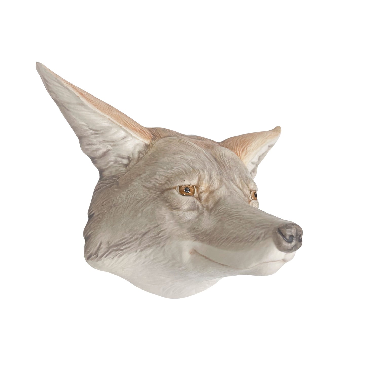 Coyote 28
