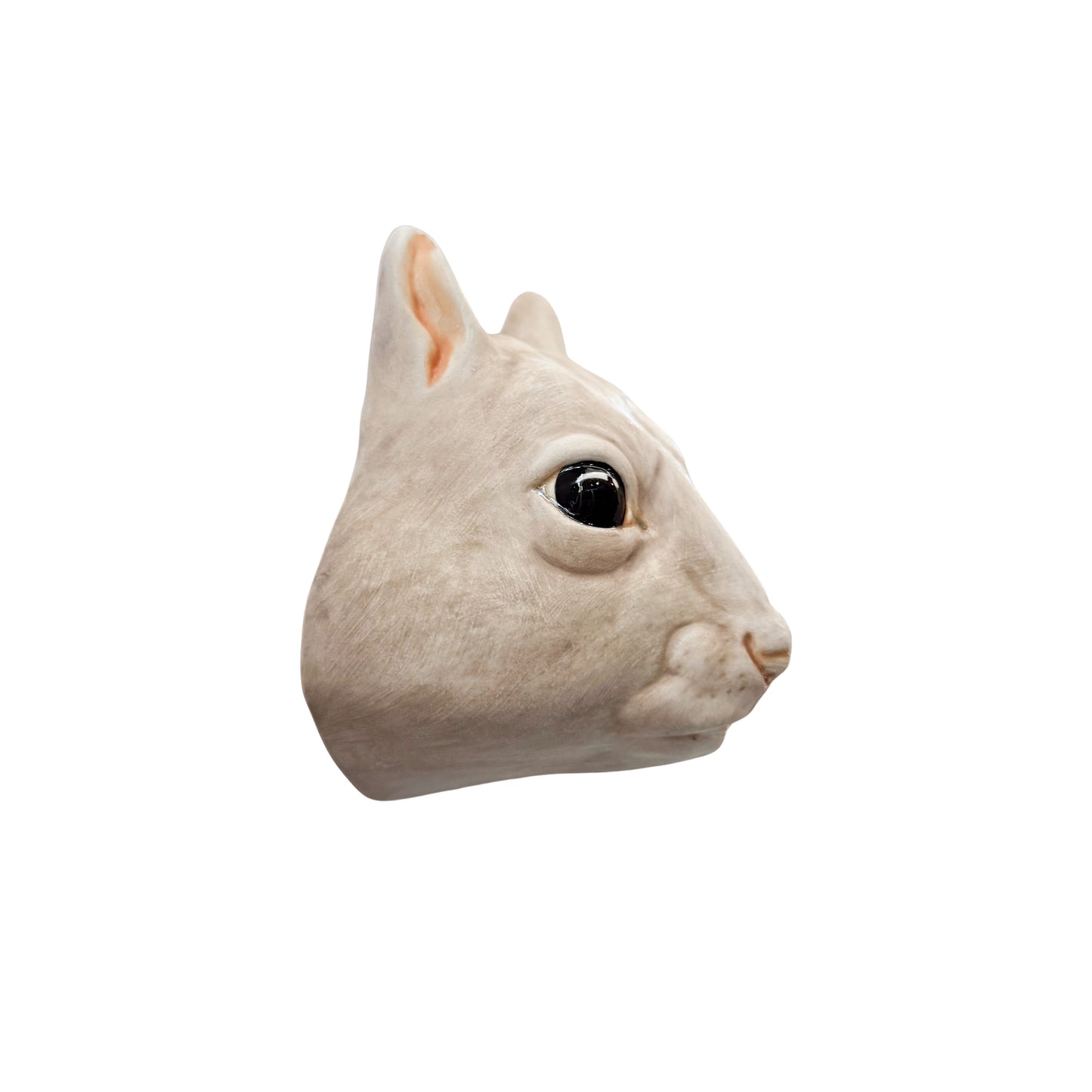 Squirrel 12