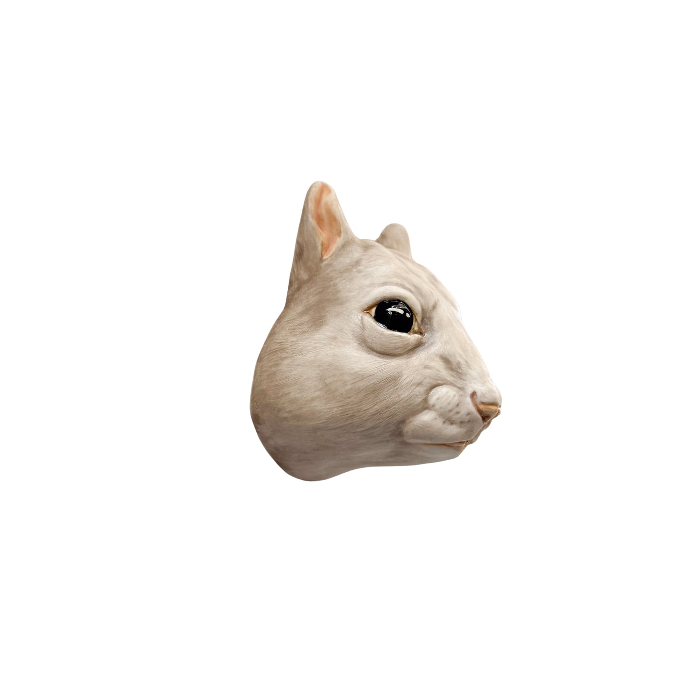 Squirrel 14