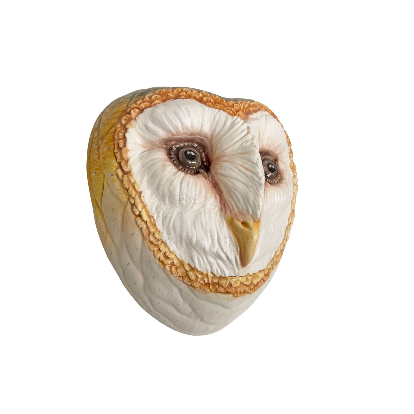 Barn Owl 31