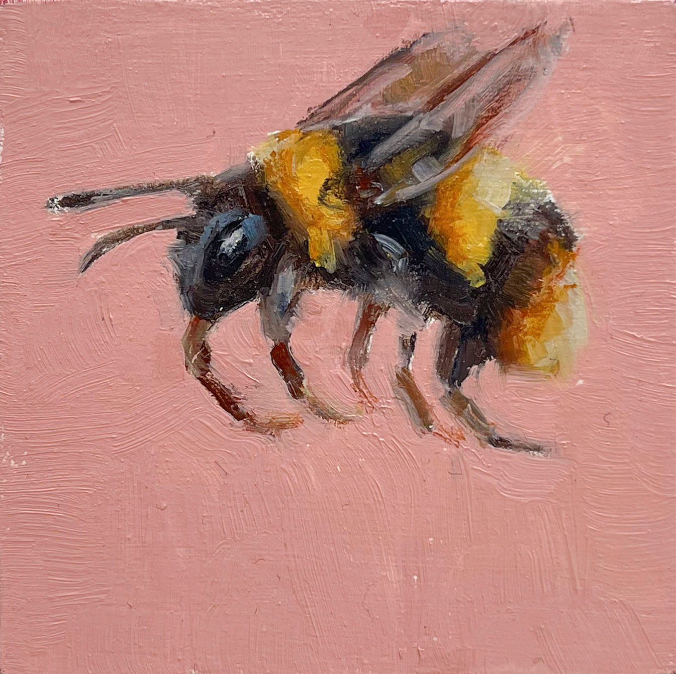 Bee on Pink
