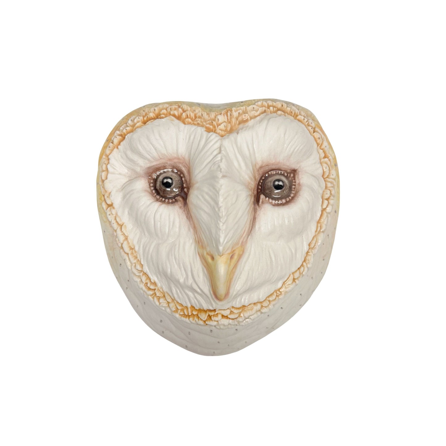Barn Owl 32