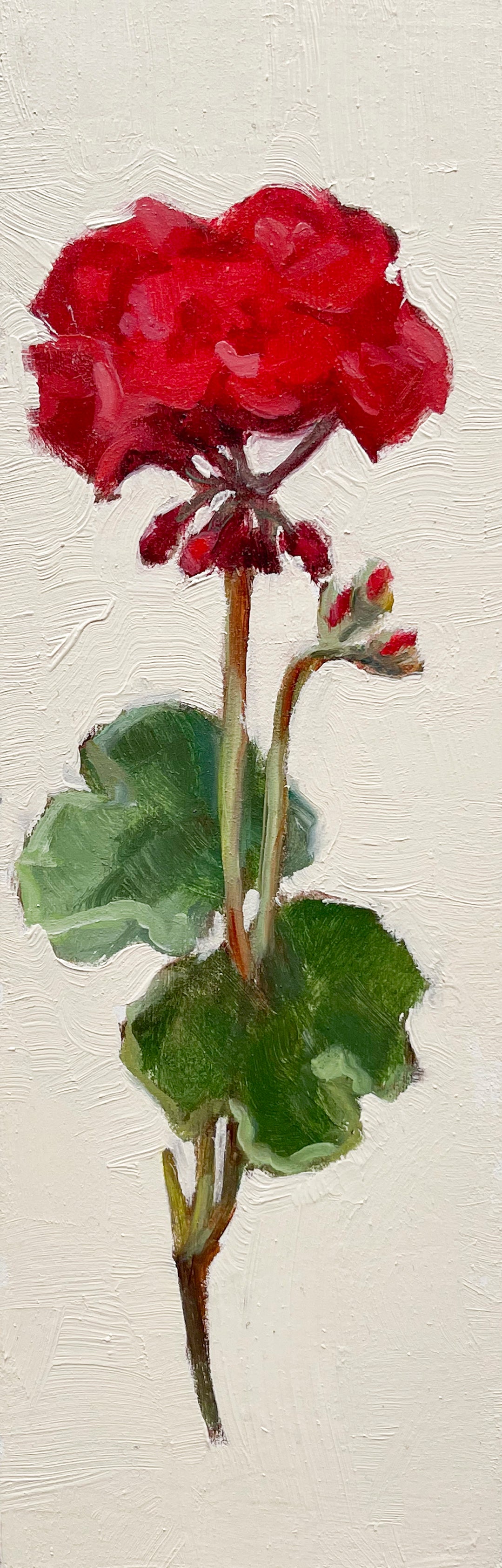 Geranium