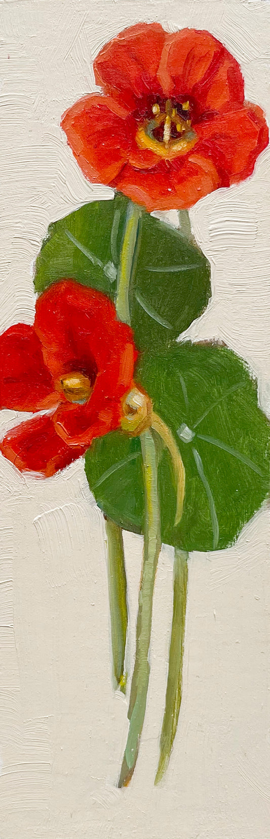 Nasturtium