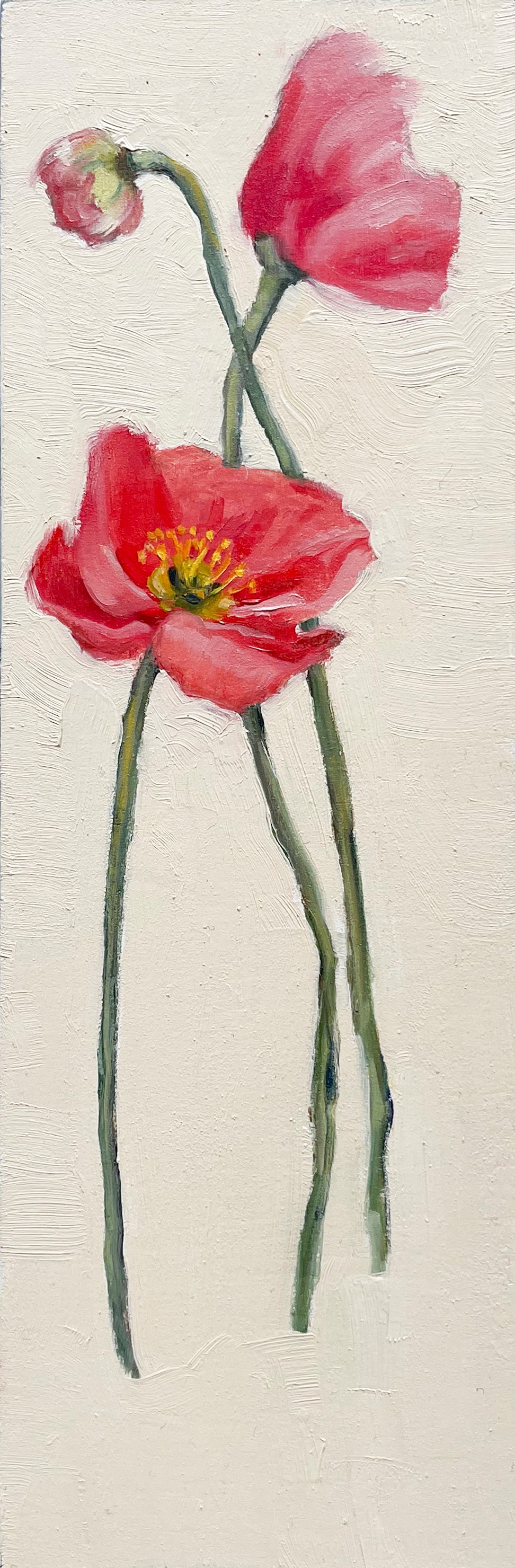 Icelandic Poppy