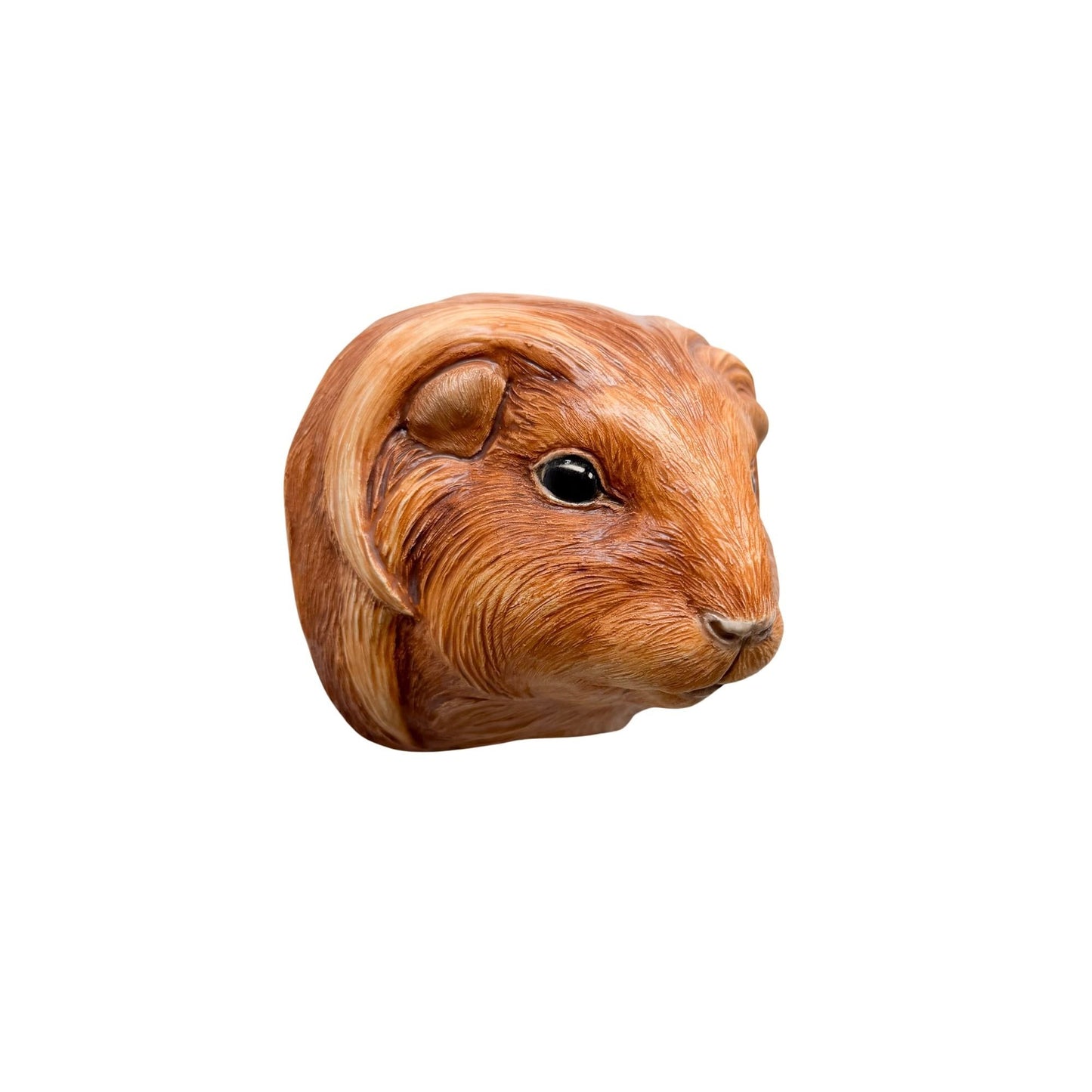 Guinea Pig 6