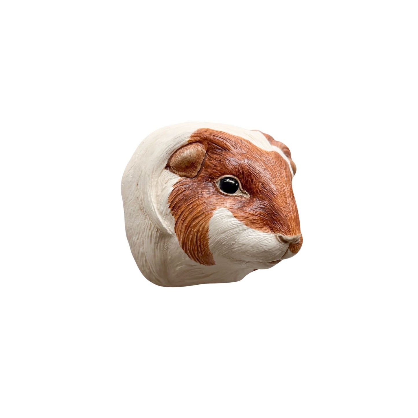 Guinea Pig 4