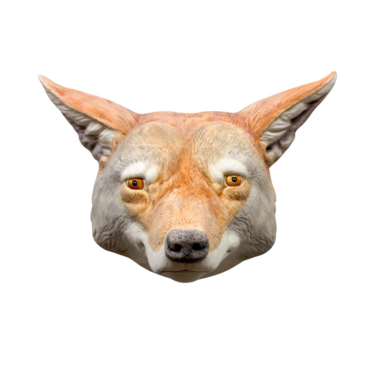 Coyote 29