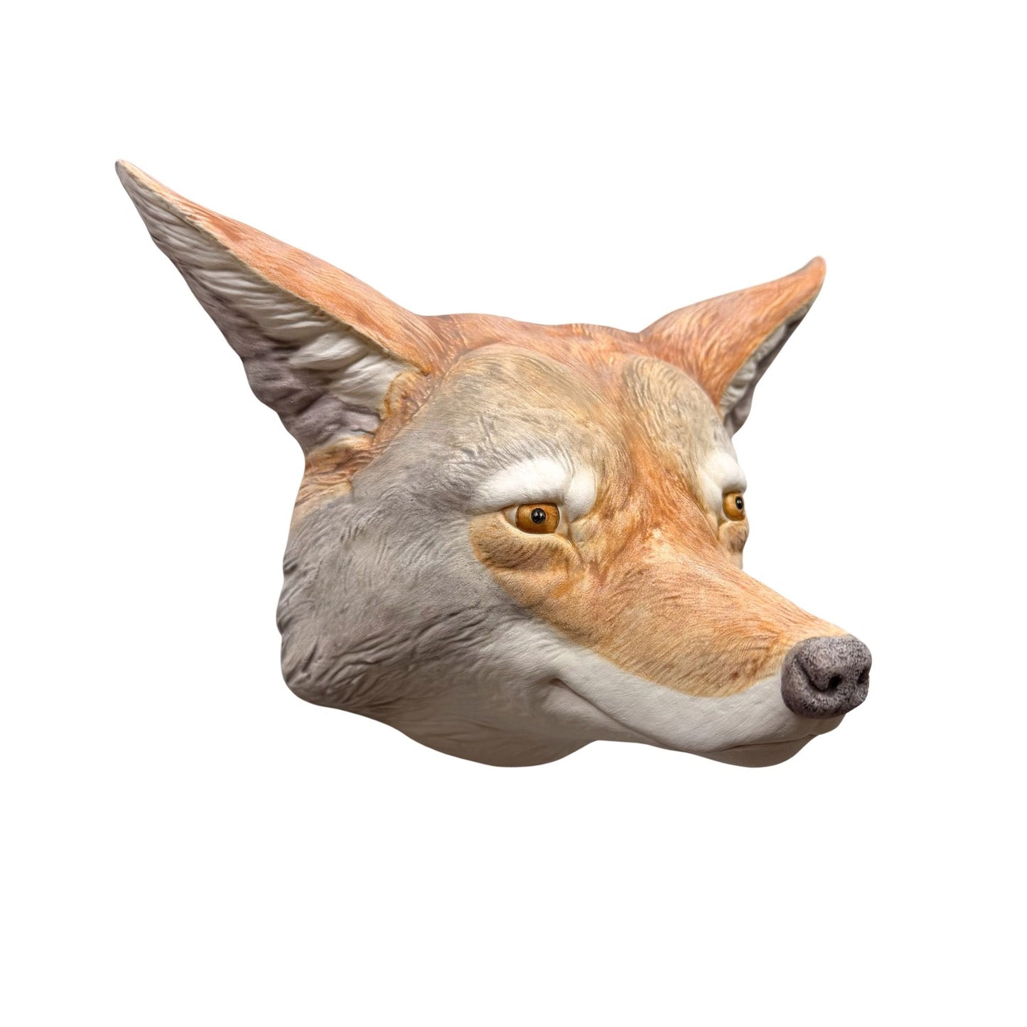 Coyote 29