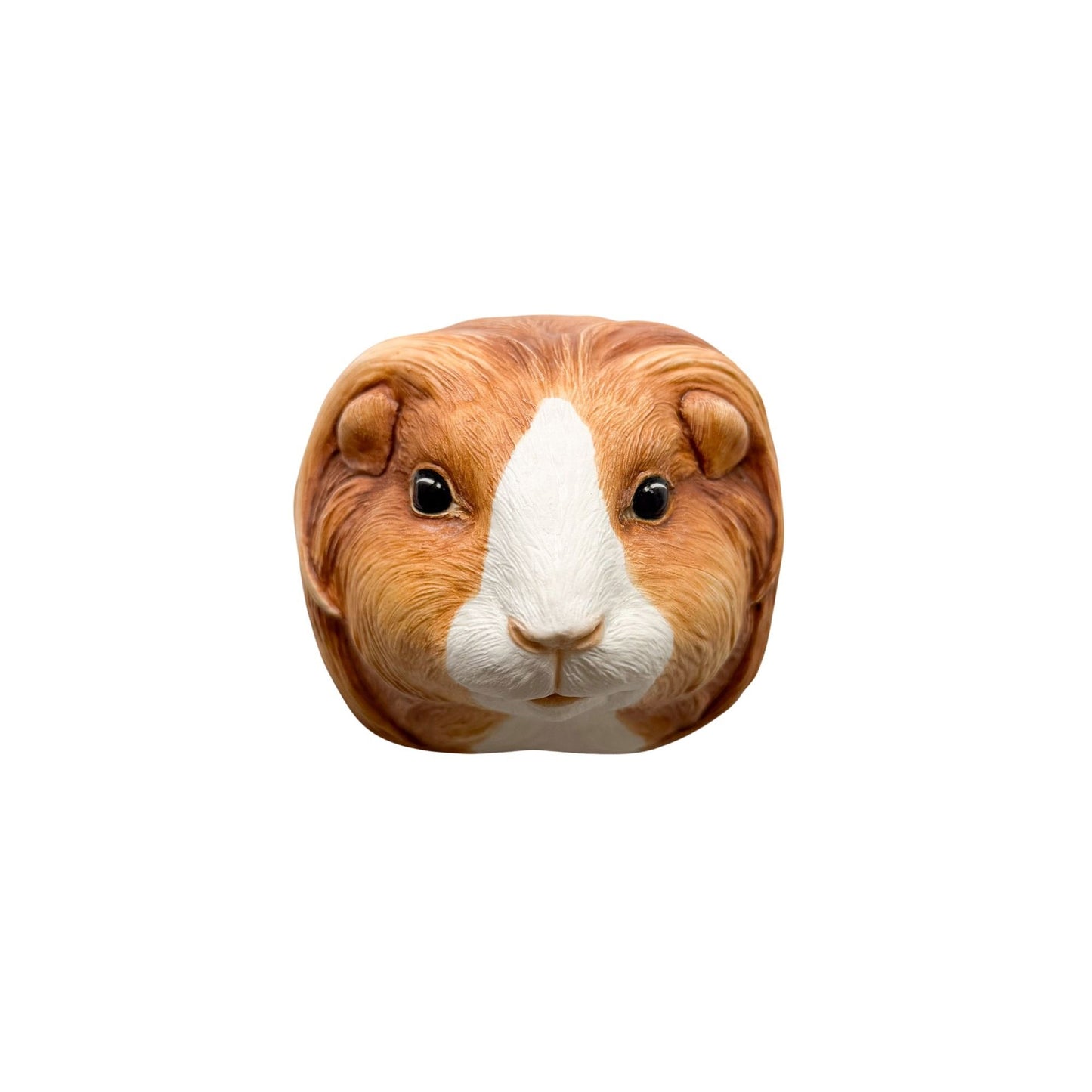 Guinea Pig 5