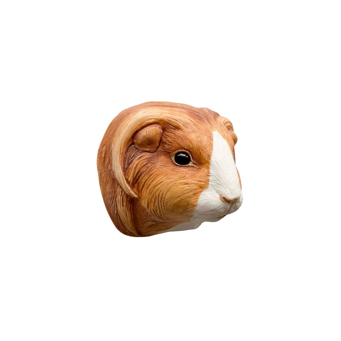 Guinea Pig 5