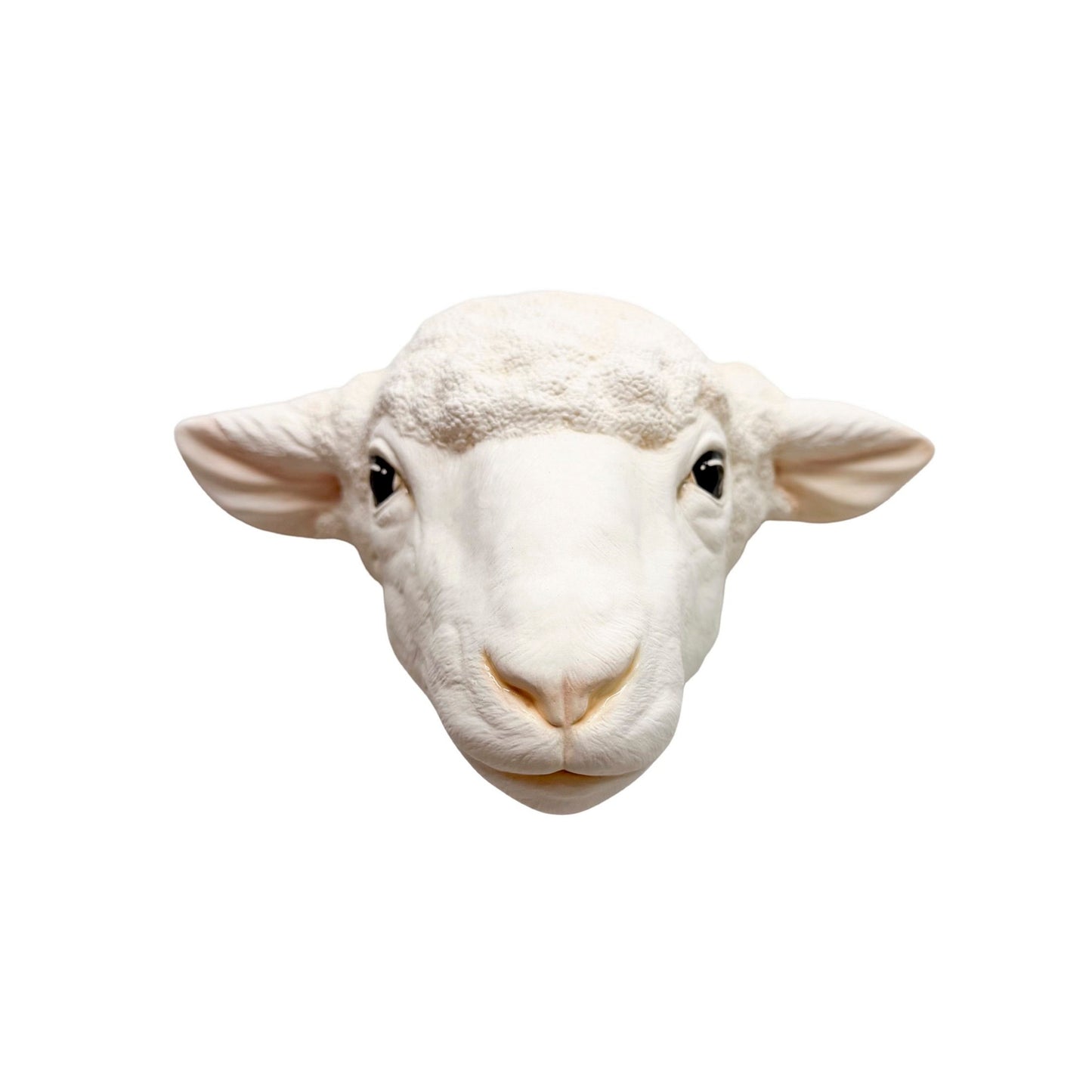 Sheep 5