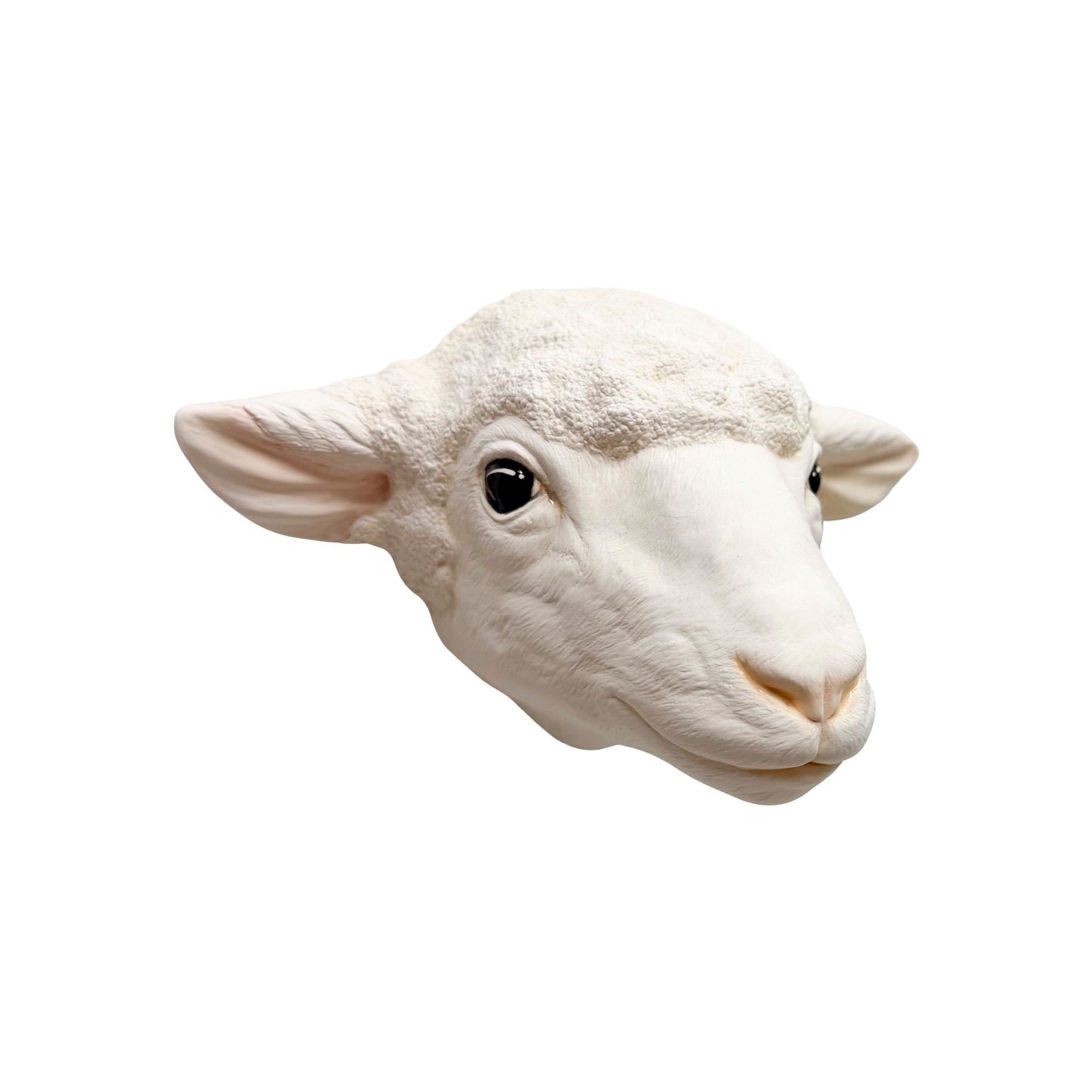 Sheep 5