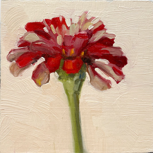 Little Zinnia