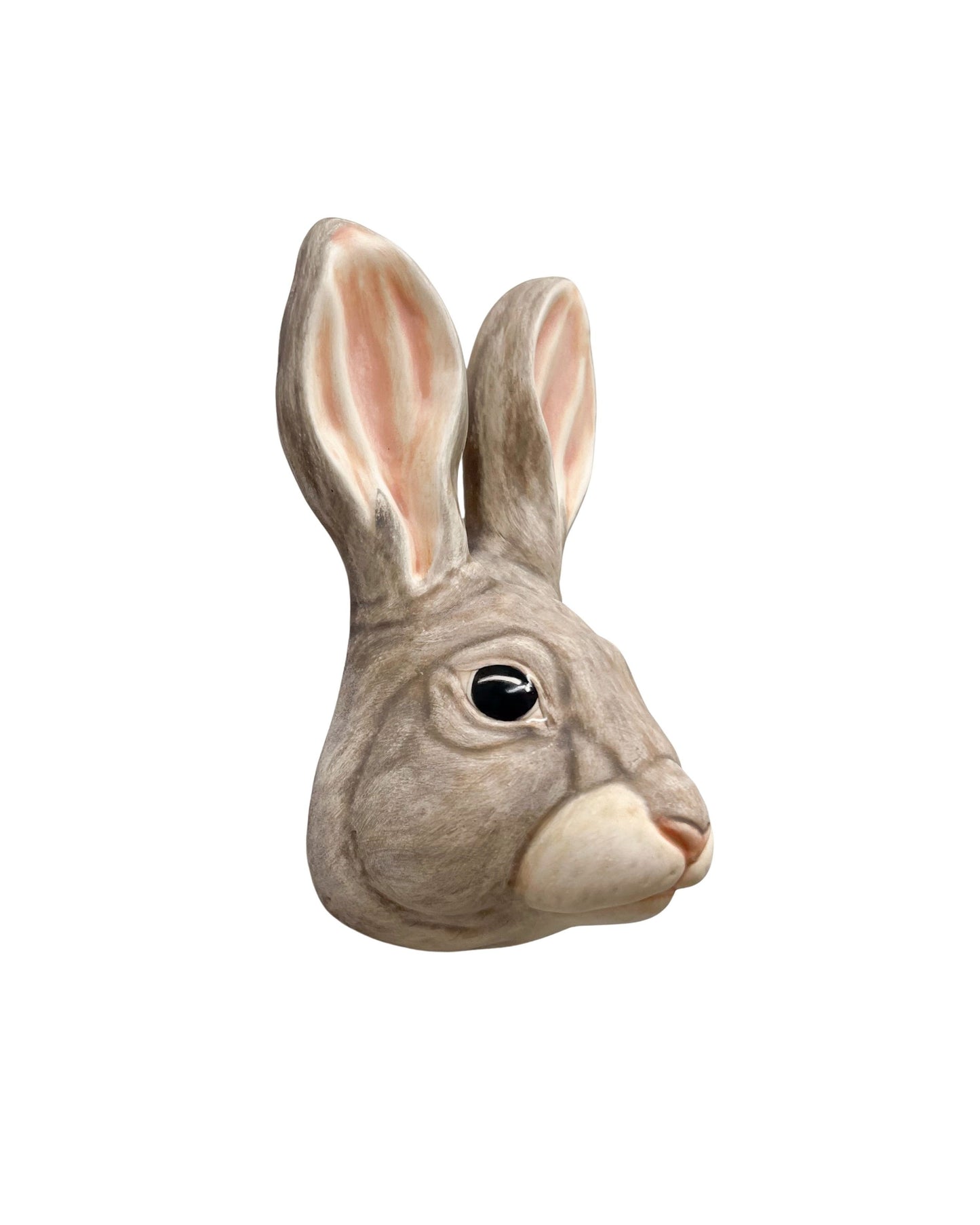 Rabbit 31