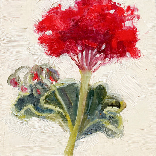 Geranium